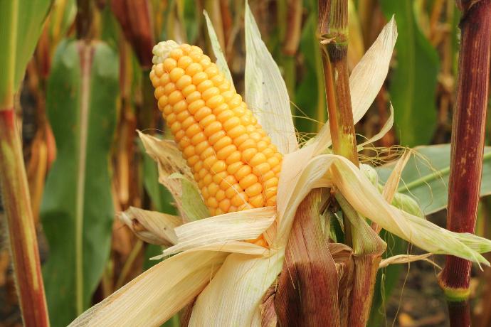 a close up of a corn on the cob