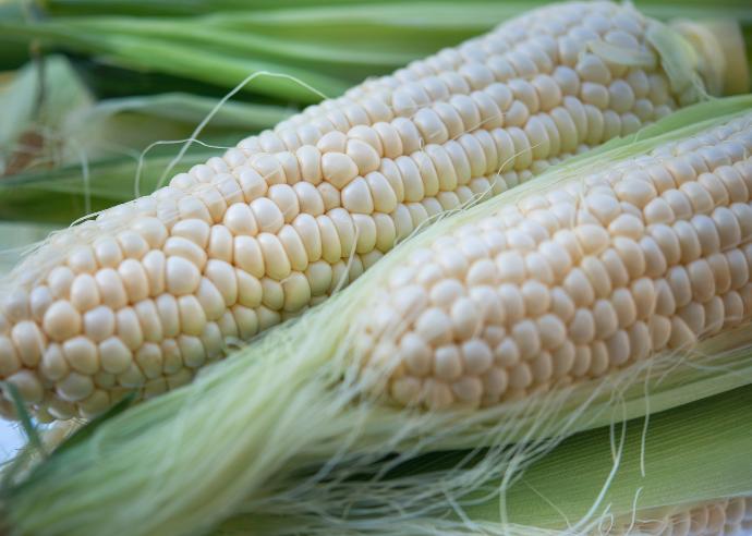white corn on green textile